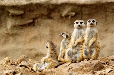 suricata - Family looking for visitors in ZOO Stock Photo - Budget Royalty-Free & Subscription, Code: 400-04716331