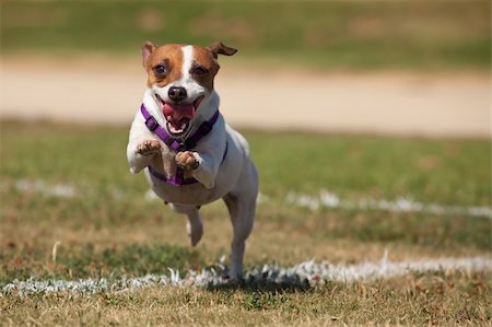 simsearch:400-05315872,k - Energetic Jack Russell Terrier Dog Runs on the Grass Field. Stockbilder - Microstock & Abonnement, Bildnummer: 400-04716347
