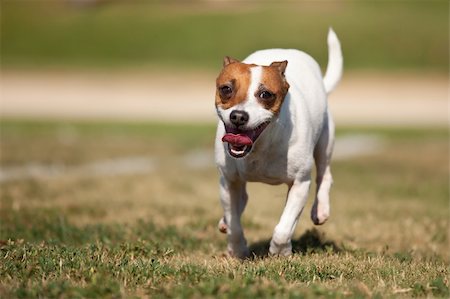 simsearch:400-06570159,k - Energetic Jack Russell Terrier Dog Runs on the Grass Field. Photographie de stock - Aubaine LD & Abonnement, Code: 400-04716349