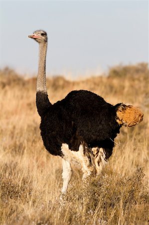 Lone male Ostrich standing on the African GrassPlains Foto de stock - Super Valor sin royalties y Suscripción, Código: 400-04716644