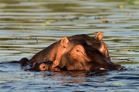 pregnant africa - The cub of a hippopotamus hides in water near to the mother. Stock Photo - Budget Royalty-Free & Subscription, Code: 400-04716832