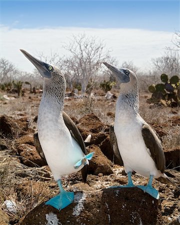 espanola island - The Blue-footed Boobyis a bird in the Sulidae family which comprises ten species of long-winged seabirds. Fotografie stock - Microstock e Abbonamento, Codice: 400-04716871