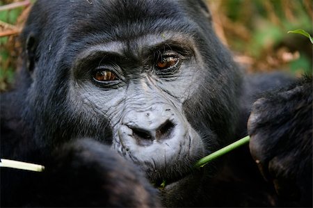 simsearch:400-04880113,k - Gorillas are the largest of the living primates. They are ground-dwelling and predominantly herbivorous. They inhabit the forests of central Africa. Gorillas are divided into two species and (still under debate as of 2008) either four or five subspecies. Stockbilder - Microstock & Abonnement, Bildnummer: 400-04716873