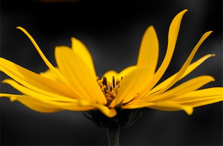simsearch:400-04067084,k - An image of a beautiful dreamy yellow flower over black background Stock Photo - Budget Royalty-Free & Subscription, Code: 400-04717065