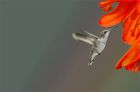 A young Ruby Throated Hummingbird approaching an orange day lily Stock Photo - Budget Royalty-Free & Subscription, Code: 400-04717075