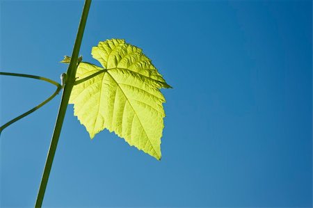 simsearch:400-05347888,k - young green wine leaf and the deep blue sky background Foto de stock - Super Valor sin royalties y Suscripción, Código: 400-04717388