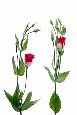 simsearch:400-06555366,k - Beautiful red flowers isolated on white. Fotografie stock - Microstock e Abbonamento, Codice: 400-04717380