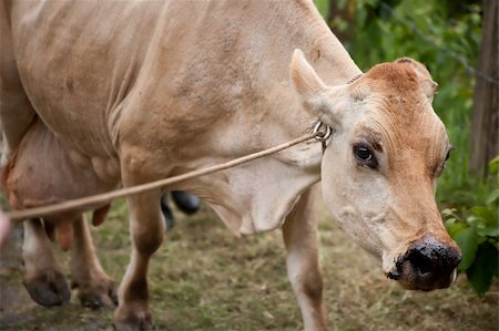 simsearch:400-05243571,k - Healthy cow on Costa Rican dairy farm Photographie de stock - Aubaine LD & Abonnement, Code: 400-04717550