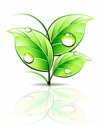 simsearch:400-09121794,k - Branch of sprout with green leaves and dew drops. Vector illustration Stock Photo - Budget Royalty-Free & Subscription, Code: 400-04717669