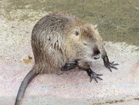 stockshoot (artist) - Otter trying to sleep on shore Foto de stock - Super Valor sin royalties y Suscripción, Código: 400-04717763