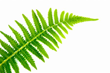 photo of lone tree in the plain - Close up fern leaf isolated on white Stock Photo - Budget Royalty-Free & Subscription, Code: 400-04717775