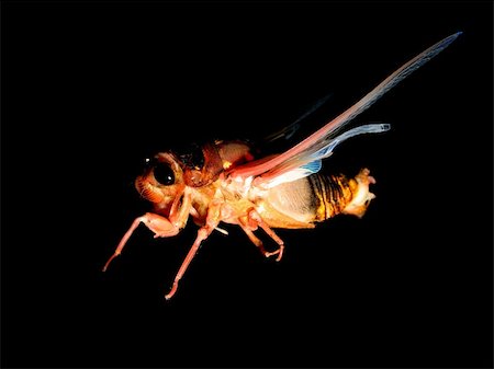 simsearch:400-05258669,k - insect cicada eclosion  at night Foto de stock - Super Valor sin royalties y Suscripción, Código: 400-04717928