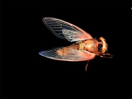 simsearch:400-04725361,k - insect cicada eclosion  at night Fotografie stock - Microstock e Abbonamento, Codice: 400-04717930