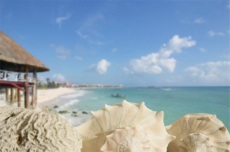 simsearch:400-05310231,k - sea shells in Playa del Carmen Quintana Roo Mexico Riviera Maya Fotografie stock - Microstock e Abbonamento, Codice: 400-04718070