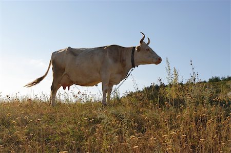simsearch:400-05165234,k - The cow grazed on a height Photographie de stock - Aubaine LD & Abonnement, Code: 400-04718100