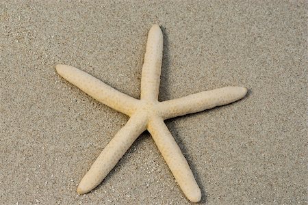 simsearch:400-05077592,k - Close up of Starfish on the sand Foto de stock - Royalty-Free Super Valor e Assinatura, Número: 400-04718184