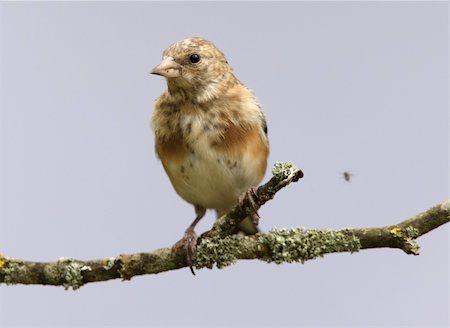 fleck - Portrait of a young Goldfinch Stock Photo - Budget Royalty-Free & Subscription, Code: 400-04718421