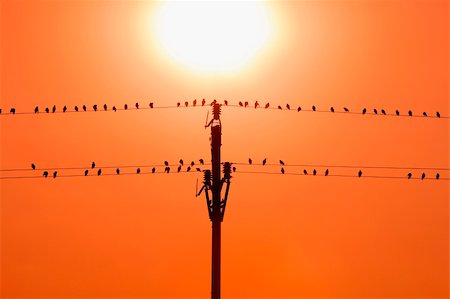 birds sitting on wires in sunset Stock Photo - Budget Royalty-Free & Subscription, Code: 400-04719056