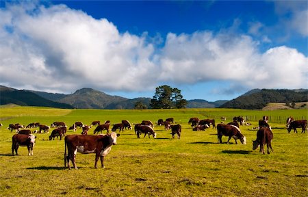 simsearch:400-07211148,k - New Zealand Cows & Countryside. Fotografie stock - Microstock e Abbonamento, Codice: 400-04719197