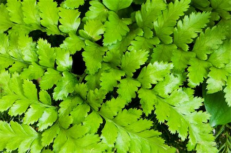 simsearch:400-04791546,k - Fern leaves as a background Stock Photo - Budget Royalty-Free & Subscription, Code: 400-04719345