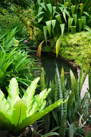 simsearch:6119-08170237,k - Tropical garden with fish in pond and various plants. Foto de stock - Super Valor sin royalties y Suscripción, Código: 400-04719471