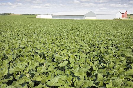 red barn in field - Green soybean field, red farm buildings in the background. Stock Photo - Budget Royalty-Free & Subscription, Code: 400-04719709