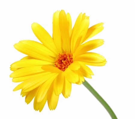 simsearch:400-06095720,k - One orange flower of calendula. Isolated on white background. Close-up. Studio photography. Stock Photo - Budget Royalty-Free & Subscription, Code: 400-04719759