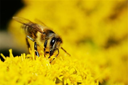 simsearch:400-04568266,k - European Bee gathering honey on yellow flowers Stock Photo - Budget Royalty-Free & Subscription, Code: 400-04719765