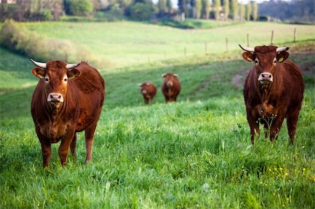 simsearch:400-07211148,k - some cows pasturing in green fields Fotografie stock - Microstock e Abbonamento, Codice: 400-04719845