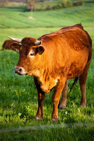 simsearch:400-06330197,k - some cows pasturing in green fields Stockbilder - Microstock & Abonnement, Bildnummer: 400-04719846