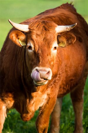 simsearch:400-06330197,k - some cows pasturing in green fields Stockbilder - Microstock & Abonnement, Bildnummer: 400-04719847