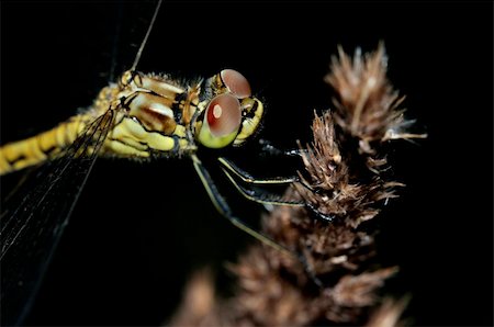 simsearch:400-04364178,k - Closeup Ruddy Darter Dragonfly with big eyes on dark background. Foto de stock - Royalty-Free Super Valor e Assinatura, Número: 400-04710191