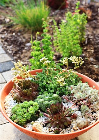 Beautiful rock garden cultivated in small basin or roof gardening Stock Photo - Budget Royalty-Free & Subscription, Code: 400-04710357