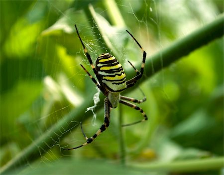 simsearch:700-00378106,k - Big dangerous spider in the web Photographie de stock - Aubaine LD & Abonnement, Code: 400-04710632