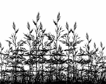 Vector grass silhouettes background. All objects are separated. Stock Photo - Budget Royalty-Free & Subscription, Code: 400-04711120