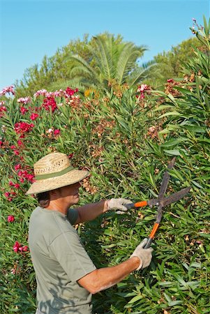 rose bay - Gardener pruning a lush oleander hedge with shears Foto de stock - Royalty-Free Super Valor e Assinatura, Número: 400-04711200