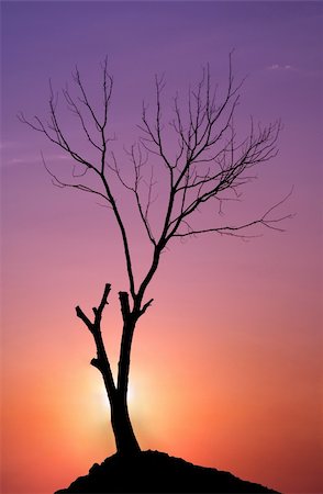Tree on a sunset Stock Photo - Budget Royalty-Free & Subscription, Code: 400-04711456