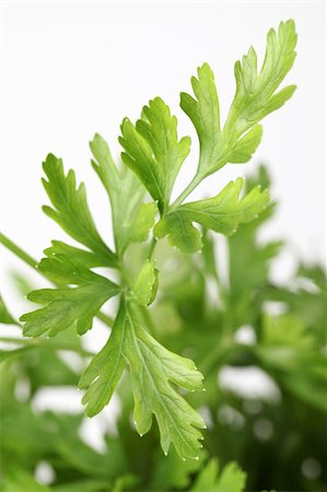 simsearch:400-05678242,k - Close-up of fresh organic flat parsley. Shallow dof Foto de stock - Super Valor sin royalties y Suscripción, Código: 400-04711525