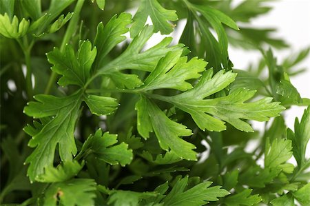 simsearch:400-05678242,k - Close-up of fresh organic flat parsley. Shallow dof Foto de stock - Super Valor sin royalties y Suscripción, Código: 400-04711526