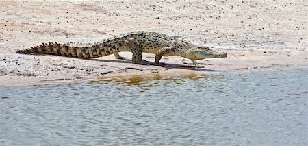 An image of a salt water crocodile in Australia Stock Photo - Budget Royalty-Free & Subscription, Code: 400-04711570