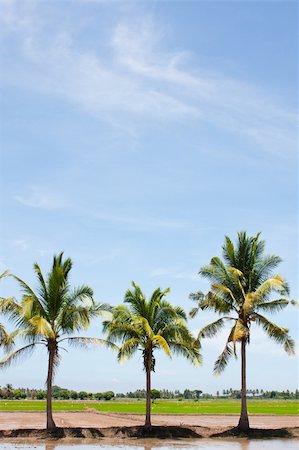 simsearch:400-04740132,k - tree in the field rice and the blue sky, field thailand Stock Photo - Budget Royalty-Free & Subscription, Code: 400-04712048