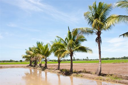 simsearch:400-04740132,k - tree in the field rice and the blue sky, field thailand Stock Photo - Budget Royalty-Free & Subscription, Code: 400-04712049