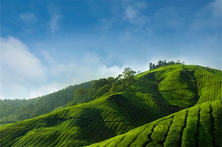 sky tea - Tea Plantations at Cameron Highlands Malaysia, Asia. Stock Photo - Budget Royalty-Free & Subscription, Code: 400-04712308