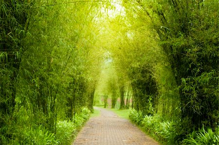 simsearch:400-05276155,k - A path leading into a tropical garden. Photographie de stock - Aubaine LD & Abonnement, Code: 400-04712312