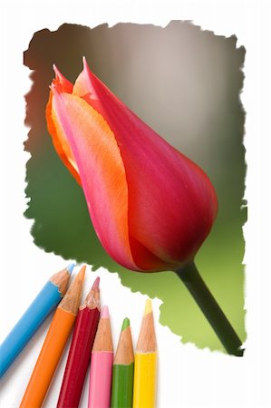 flowers sketch for coloring - Color pencil drawing or sketch of colorful blooming tulip flowers Stock Photo - Budget Royalty-Free & Subscription, Code: 400-04712612