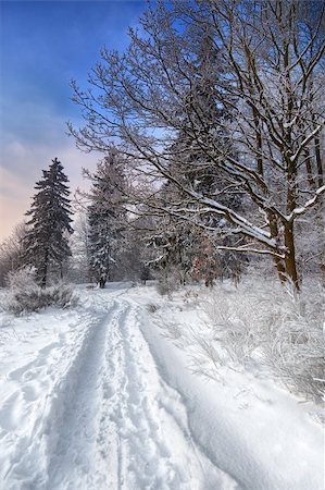 simsearch:400-04786819,k - winter landscape, path in the snow leading to a forest Stockbilder - Microstock & Abonnement, Bildnummer: 400-04713126