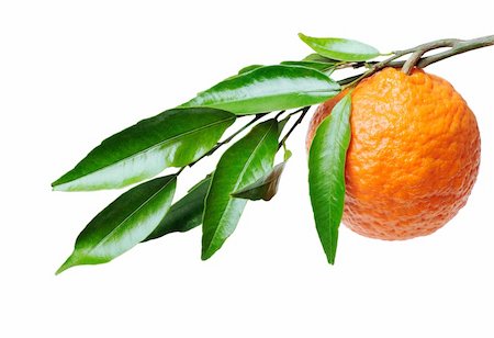 subtropical - Orange-tree branch with one orange isolated in white Stock Photo - Budget Royalty-Free & Subscription, Code: 400-04713218