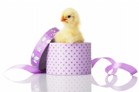 simsearch:649-08125552,k - The chicken looks out from a gift box. Isolated over white. Foto de stock - Super Valor sin royalties y Suscripción, Código: 400-04713223