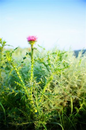 simsearch:400-05321504,k - Beautiful field grass background with blue sky. Fotografie stock - Microstock e Abbonamento, Codice: 400-04713573