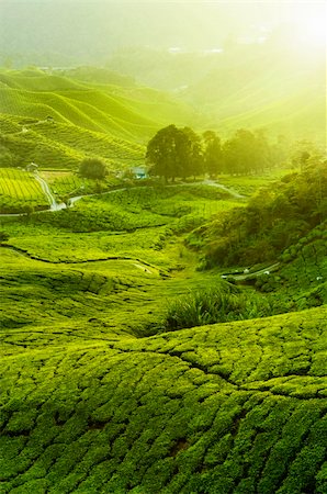 pahang - Tea Plantations at Cameron Highlands Malaysia. Sunrise in early morning with fog. Foto de stock - Super Valor sin royalties y Suscripción, Código: 400-04713583